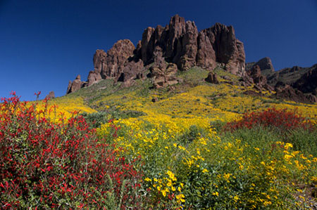 Wild flowers blooming in the desert at Lost Dutchman State Park, Arizona